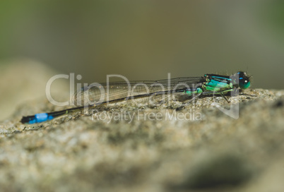 Blaue Libelle auf Blatt mit Wassertropfen -.Blue Damselfly with drops on leaf