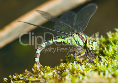 Grosse gruene Libelle ganz nah -.Green dragonfly head close-up