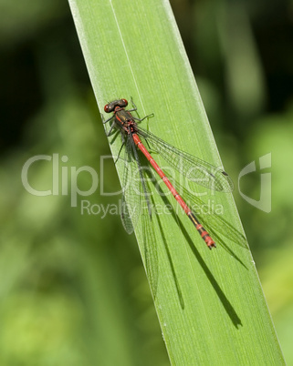 Rote Libelle -.Red Damselfly with drops close-up