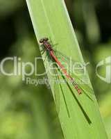 Rote Libelle -.Red Damselfly with drops close-up