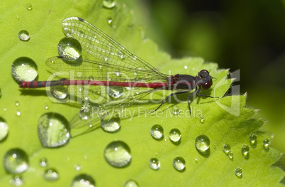 Rote Libelle auf Blatt mit Wassertropfen -.Red Damselfly with drops on leaf