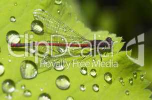 Rote Libelle auf Blatt mit Wassertropfen -.Red Damselfly with drops on leaf