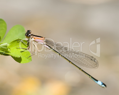 Rote Libelle -.Pink Damselfly with drops close-up