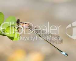 Rote Libelle -.Pink Damselfly with drops close-up