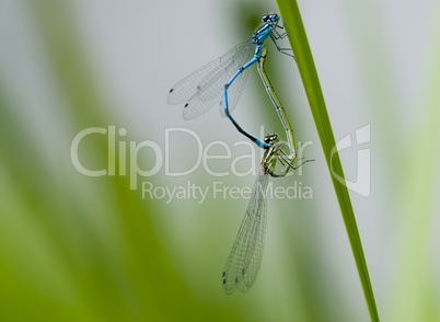 Blaue Libelle bei der Befruchtung -.Blue Damselfly creating a heart