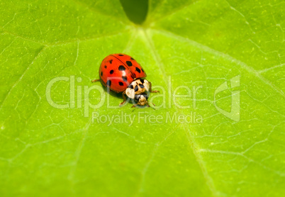 Marienkaefer, der Gluecksbringer -.Colorful red ladybug on green leaf