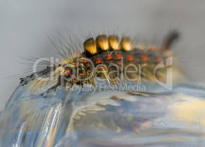 Raupe des Schlehen-Bürstenspinners -.Colorful caterpillar of the rusty tussock moth