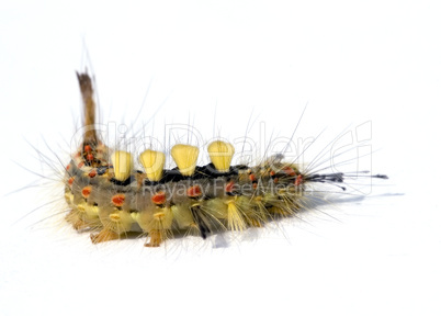 Raupe des Schlehen-Bürstenspinners -.Colorful caterpillar of the rusty tussock moth
