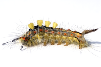 Raupe des Schlehen-Bürstenspinners -.Colorful caterpillar of the rusty tussock moth