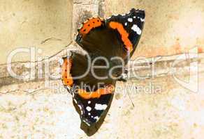 Roter Admiral Schmetterling -.Red Admiral Butterfly close-up in pink flower