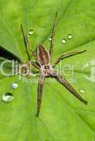 Spinne mit Wassertropfen -.Spider with drops close-up