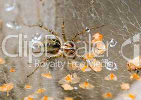 Spinne mit Wassertropfen -.Spider with drops close-up