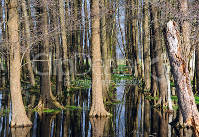 Bäume, die sich im Wasser spiegeln -.