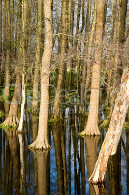 Bäume, die sich im Wasser spiegeln -.