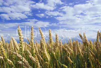 Weizenfeld mit blauem Himmel -.