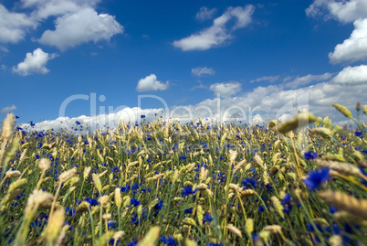 Weizenfeld mit blauen Kornblumen -.