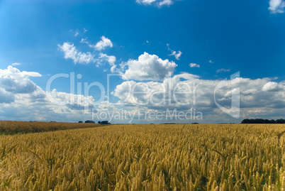 Weizenfeld mit blauem Himmel