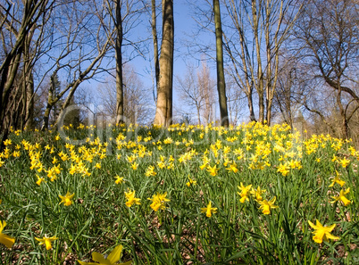 Blühendes Narzissenfeld -.