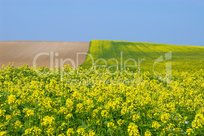 Rapsfeld in der Herbstsonne