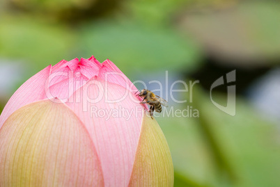Lotusblüte im Teich mit Biene.