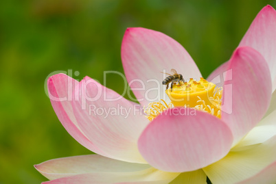 Lotusbluete im Teich mit Biene.