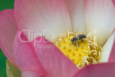 Lotusbluete im Teich mit Biene.