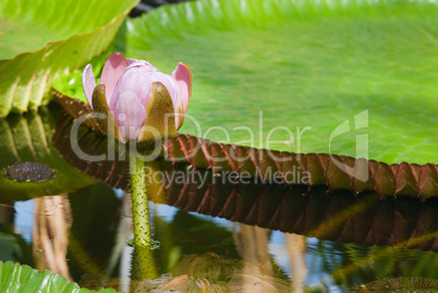 Victoria Regia, die Riesen Wasserlilie.