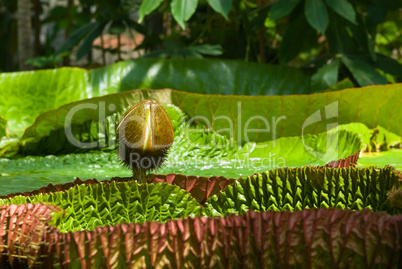 Victoria Regia, die Riesen Wasserlilie.