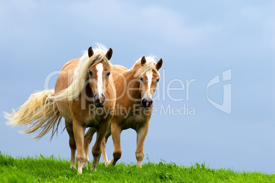 Zwei Pferde im Galopp auf der Weide.