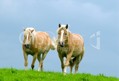 Zwei Pferde im Galopp auf der Weide.