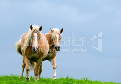 Zwei Pferde im Galopp auf der Weide.
