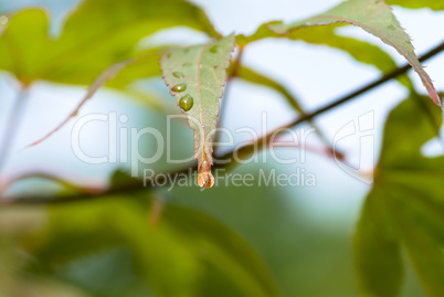 Blatt mit Wassertropfen Blatt mit Wassertropfen