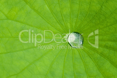 Wassertropfen auf dem Lotusblatt -.Lotus leaf with water drop