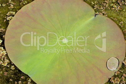 Wassertropfen auf dem Lotusblatt -.Lotus leaf with water drop