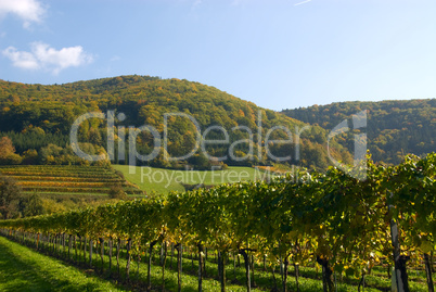 Weinberge in der Wachau im Herbst -.