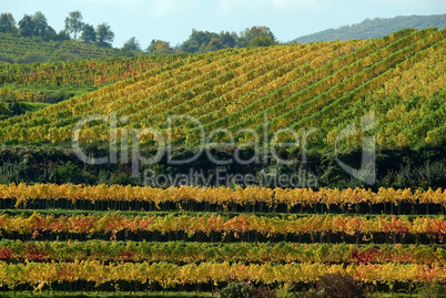 Weinberge in der Wachau im Herbst