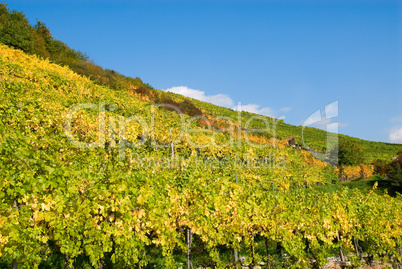 Weinberge in der Wachau im Herbst