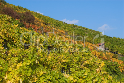 Weinberge in der Wachau im Herbst