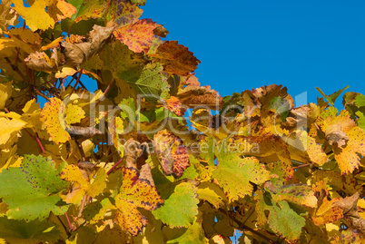 Weinlaub im Herbst vor blauem Himmel