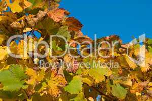 Weinlaub im Herbst vor blauem Himmel