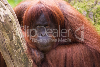 Orang Utan