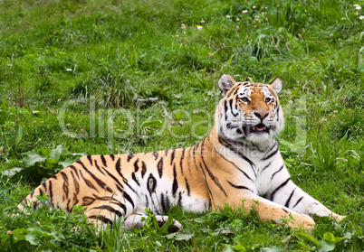 Sumatra Tiger -.