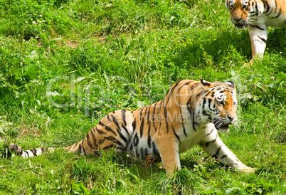 Sumatra Tiger