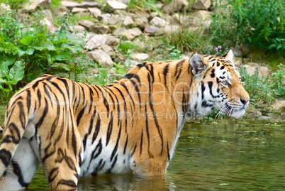 Sumatra Tiger