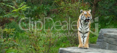 Sumatra Tiger -.