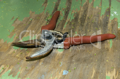 rusty garden shears