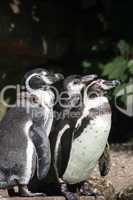 three humboldt penguins
