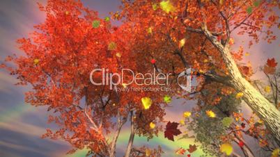 (1035) Colorful Autumn Trees with Rainbow and Rain Storm Animation