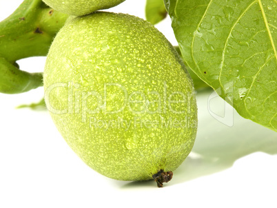 Close up of unripe walnut