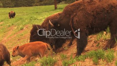 (1113) Bison Grazing on Ranch Land with Calves